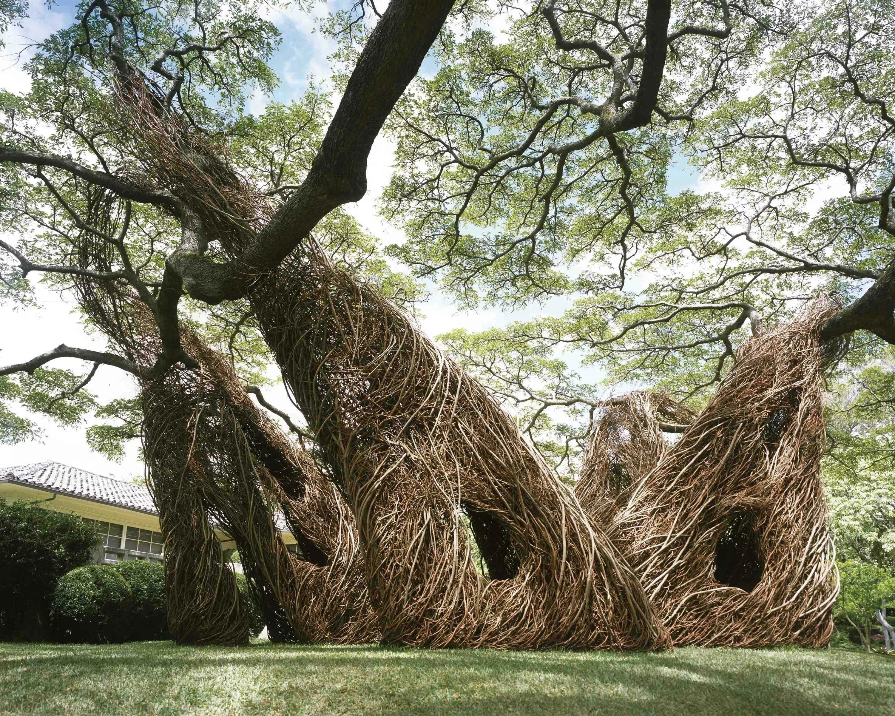 Скульптуры из живых деревьев где находятся. Скульптуры patrick dougherty. дерево патрик догерти. необычные деревья. креативное дерево.