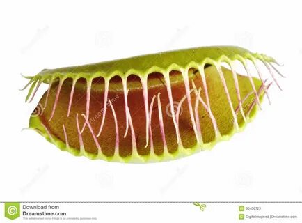 Venus flytrap stock image. 
