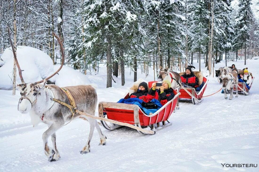 Финляндия зима Лапландия. АЙМИО Лапландия. Reindeer Sled Финляндия. Оленьи упряжки Лапландия. Катание на олене