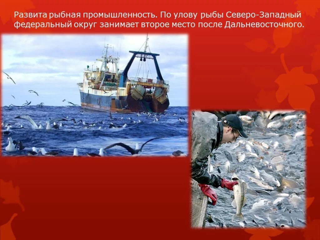 Отрасли рыбной промышленности. Районы рыбной промышленности. Основные центры рыбной промышленности. Центры рыбной промышленности. Хозяйство европейского севера рыбная промышленность.