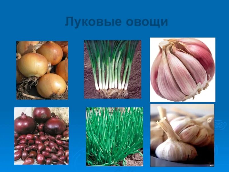 Информация о луке для детей. Ассортимент луковых овощей. Лук ламика. Лук информация для детей. Луковые работы.