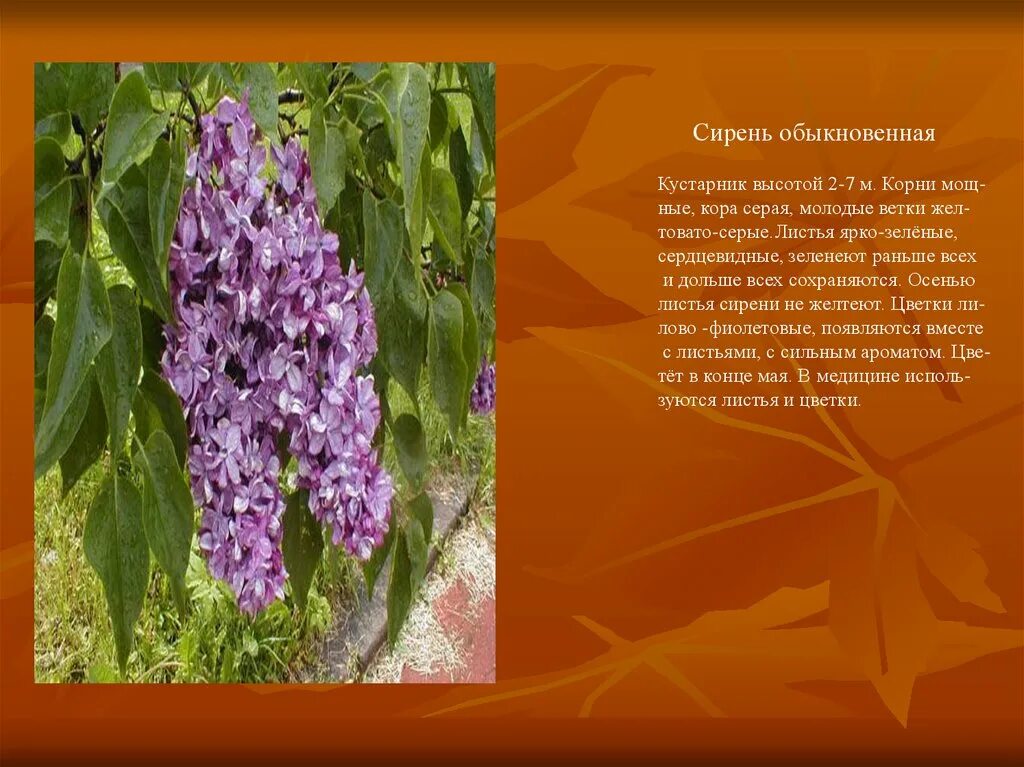 Сирень обыкновенная лесная. Сирень это дикорастущее или культурное растение. Сирень это дикорастущее или культурное растение. Культурные растения сирень. Сирень обыкновенная кустарник.
