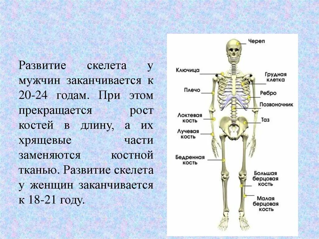 Сколько костей у новорожденного. Формирование скелета завершается. Развитие скелета у мужчин заканчивается. Рост скелета человека. Формирование хрящевого скелета.