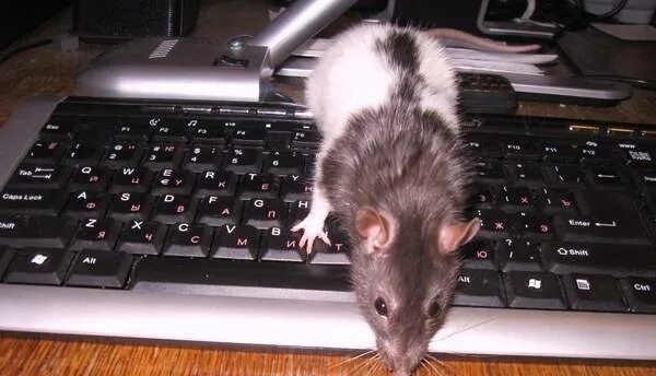 Болячка на голове у крысы. Крысы в германии 2020. Заболевания домашних крыс. Передержка крыс. Крыса чихает что делать.