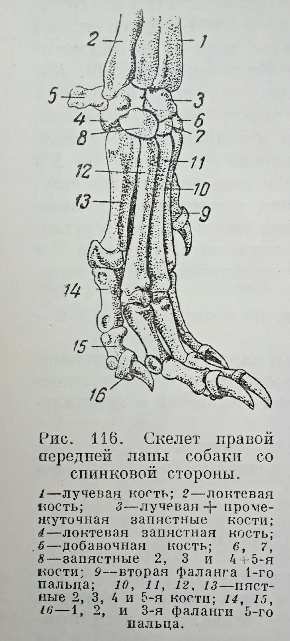 Кость лапы собаки. Анатомия передних конечностей собаки. Плюсна анатомия собаки лапа. Конечность собаки анатомия кости. Анатомия собаки скелет передней конечности.