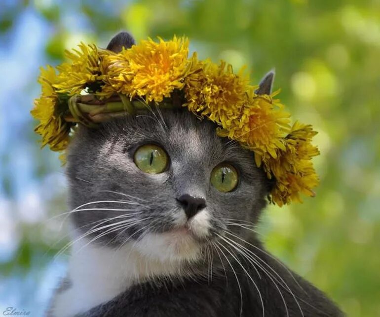 Кот в венке из цветов. Кошка с венком на голове. Летний кот. Лето на носу