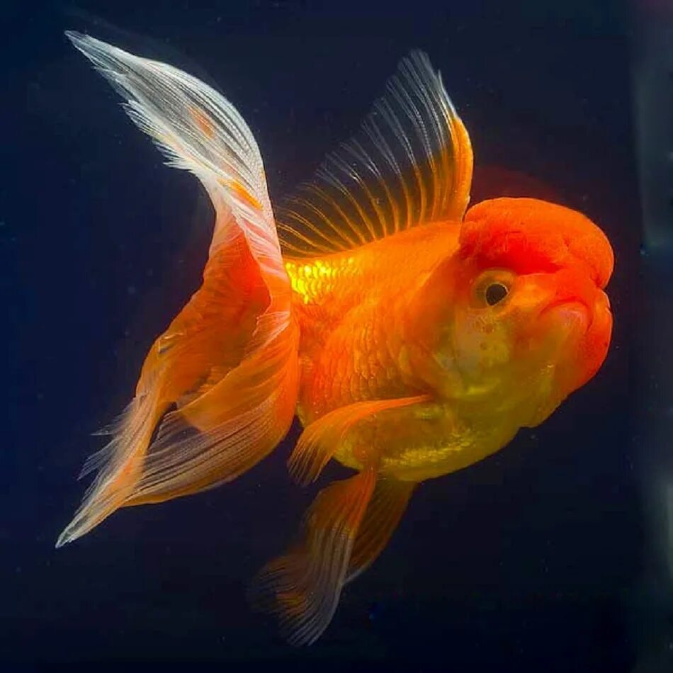 Золотая рыбка Оранда красная (L) (Carassius auratus var.) купить по выгодной цен