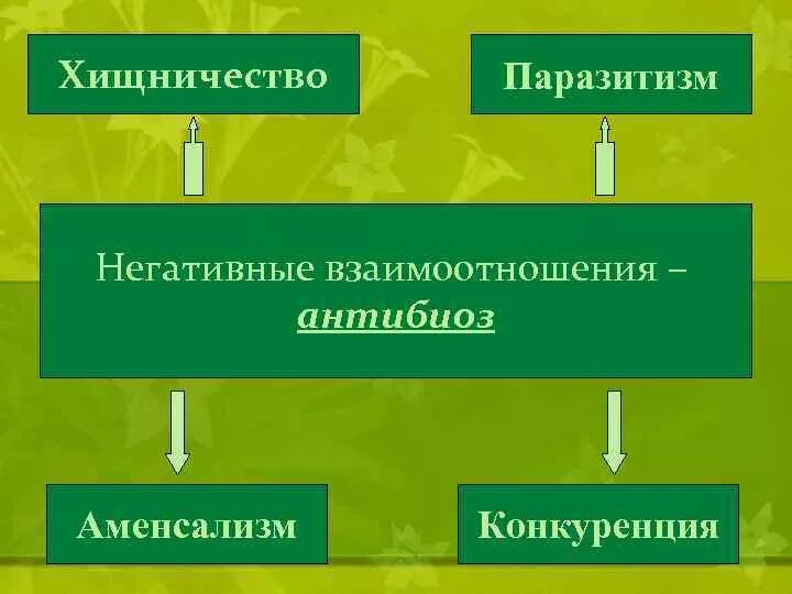 Аменсализм антибиоз хищничество паразитизм конкуренция. Антибиоз бактерий. Антибиоз аменсализм паразитизм. Конкуренция в антибиозе.