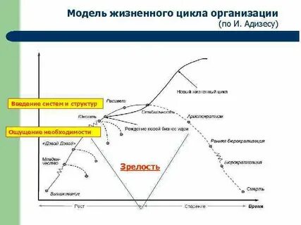 Жизненные циклы как определить