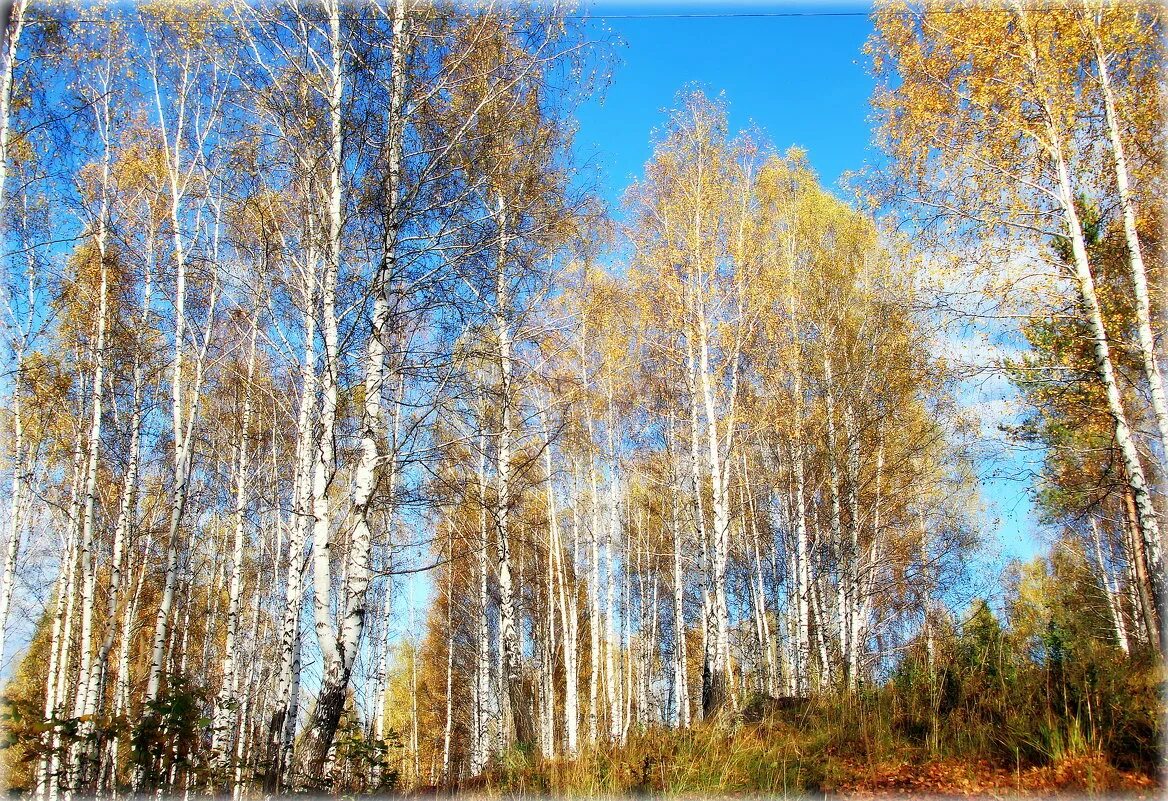 Осеннее утро. Лучше как нибудь в солнечный погожий день. Погожий день. Картинки лето в погожий день. Лучше как нибудь в солнечный погожий день.