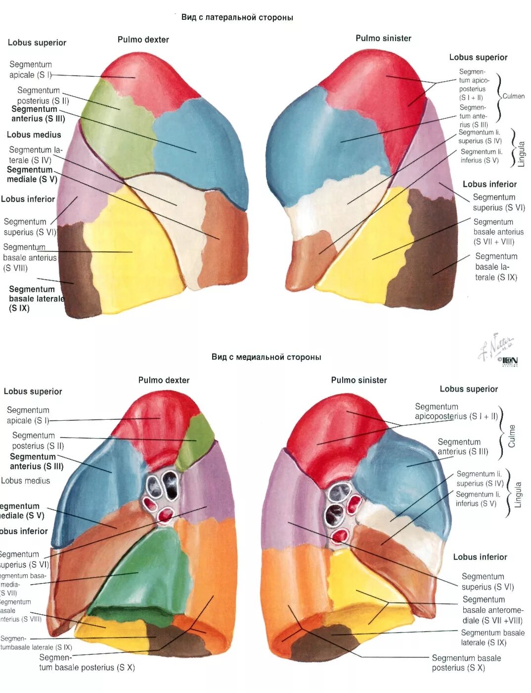 Сегменты легкого Неттер. Легкое строение анатомия сегменты. 6 Сегмент правого легкого. 4-5 Сегменты легкого. S8 левого легкого