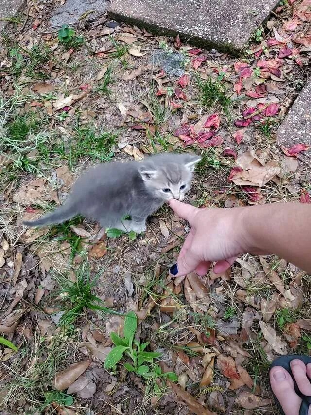 Она показала котенка. Сейчас покажу котята. Сейчас покажу котята. Моя кошка алиса. Она показала котенка.