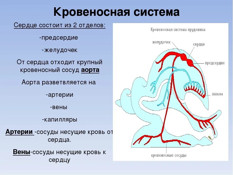 Моллюски имеют сердце. Брюхоногие моллюски кровеносная система. Строение кровеносной системы прудовика. Тип моллюски кровеносная система. Строение кровеносной системы брюхоногих моллюсков.