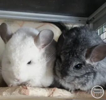 Пол шиншиллы