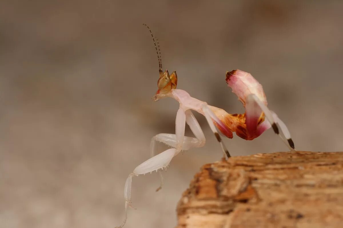 Живой богомол. Орхидейный богомол. Богомол насекомое орхидейный. Hymenopus coronatus. Малазийский орхидейный богомол.