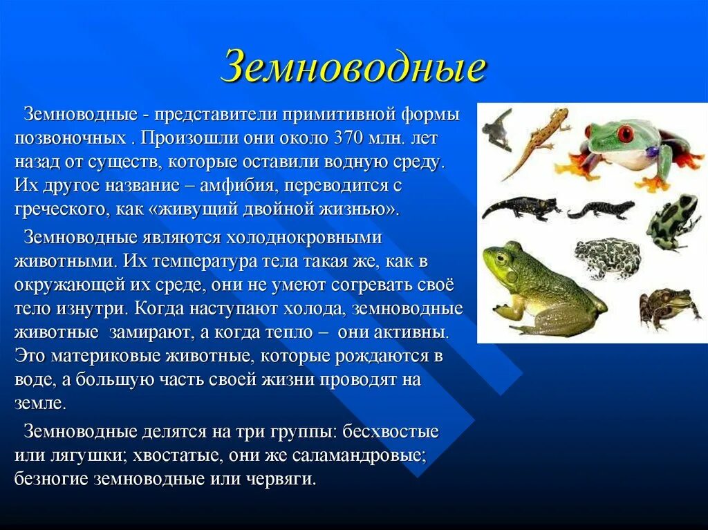 Когда появились первые позвоночные животные. Земноводные представители. Представители класса земноводные. Информация о земноводных животных. Сообщение о земноводных кратко.