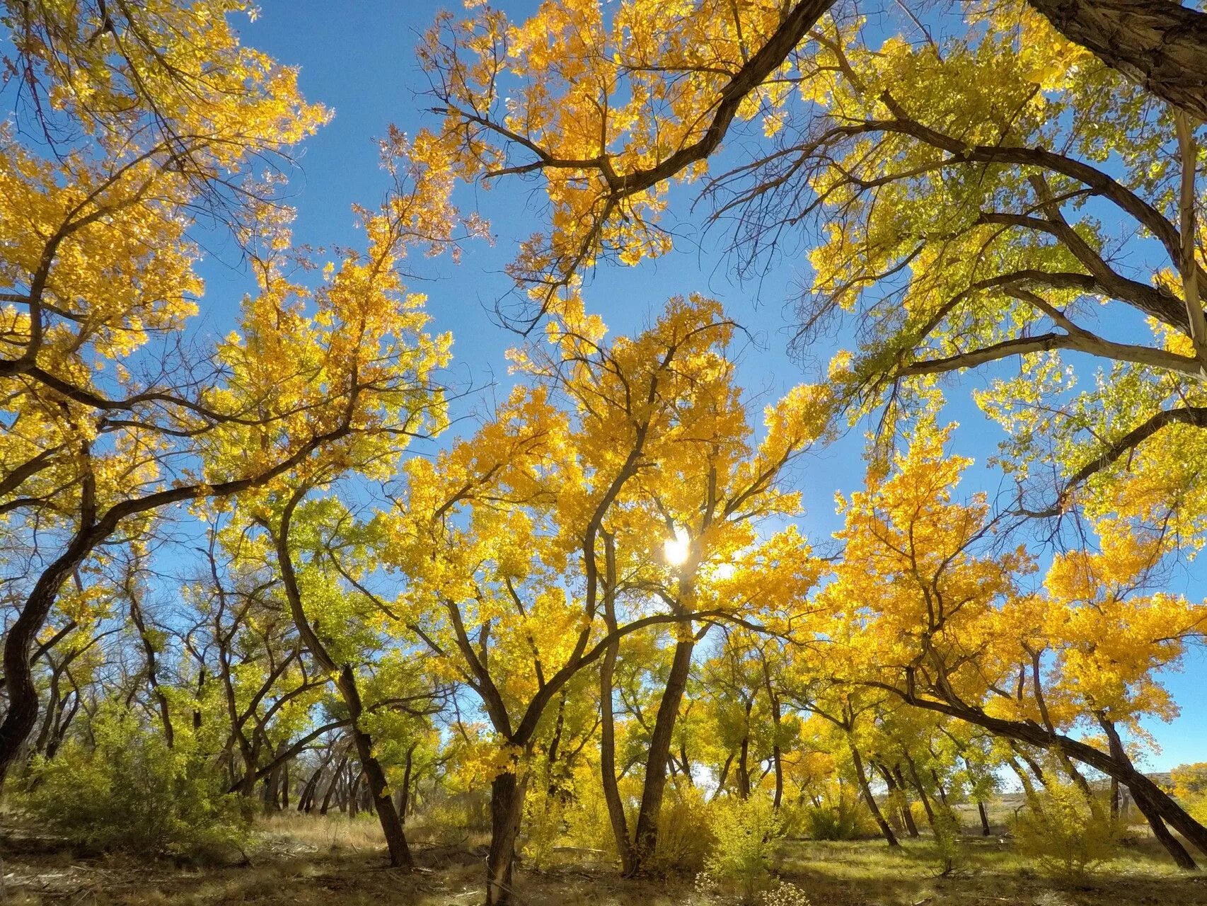 Осеннее дерево. Желтое дерево. Желтая осень. Желтые деревья осенью. Golden tree