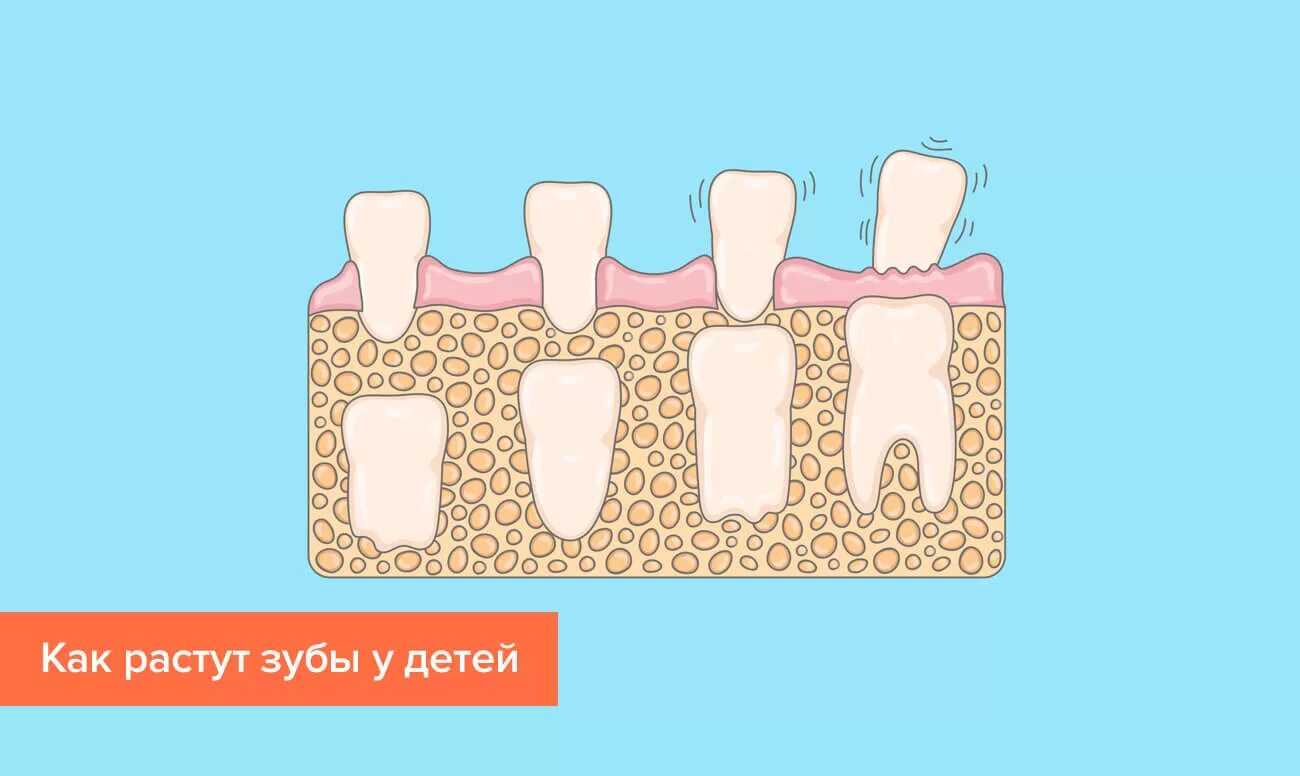 Как отличить молочный зуб. Молочные и постоянные зубы. Как растут зубы.