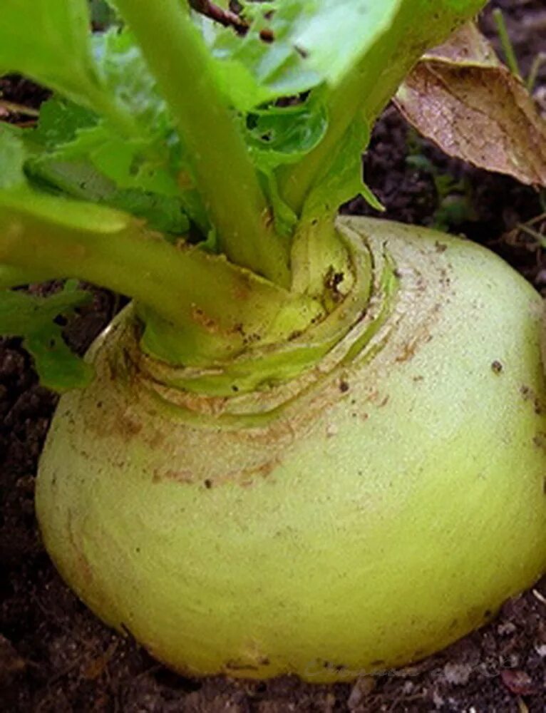 Репа Огородная. Турнепс (Brassica Rapa). Репа турнепс растения. Репка овощ. Репа 3.3 5