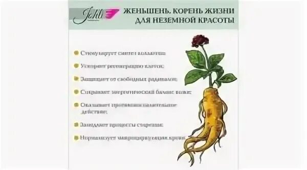 Женьшень польза. Ложный женьшень. Женьшень вред. Женьшень польза и вред. Экстракт корня женьшеня.