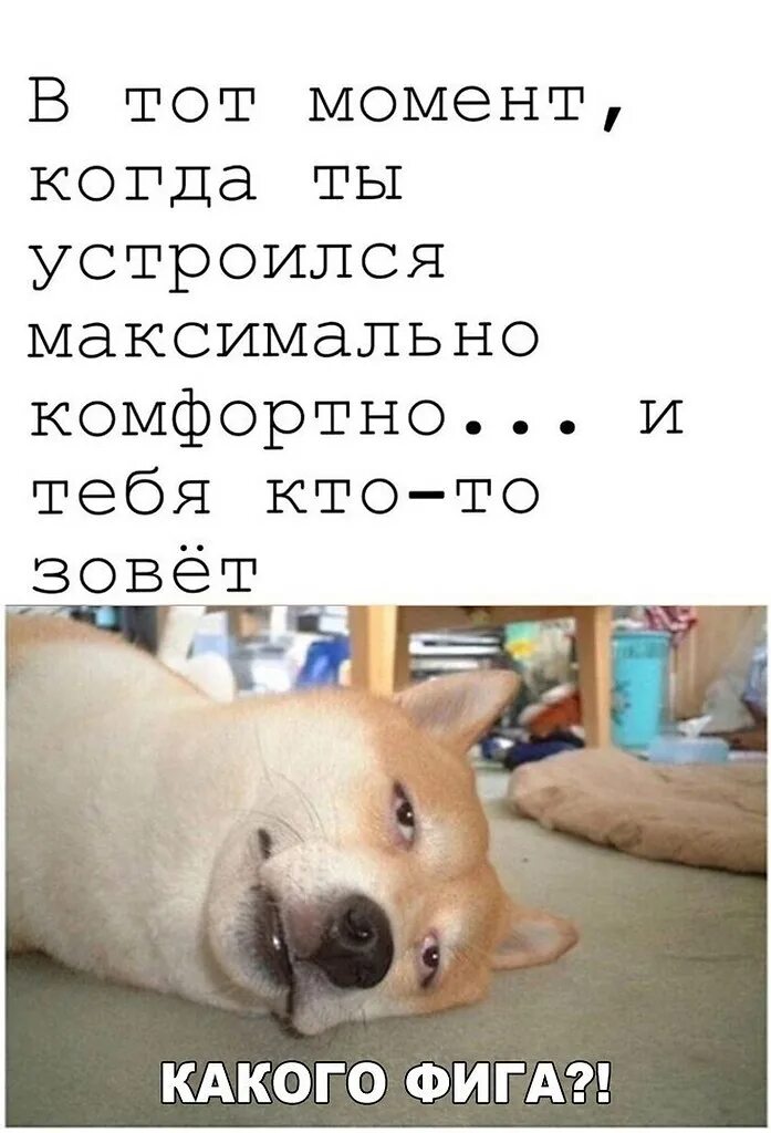 Мемамы смешные до слез. Смешной мем. До слез новая. Смешные мемы. До слез новая.