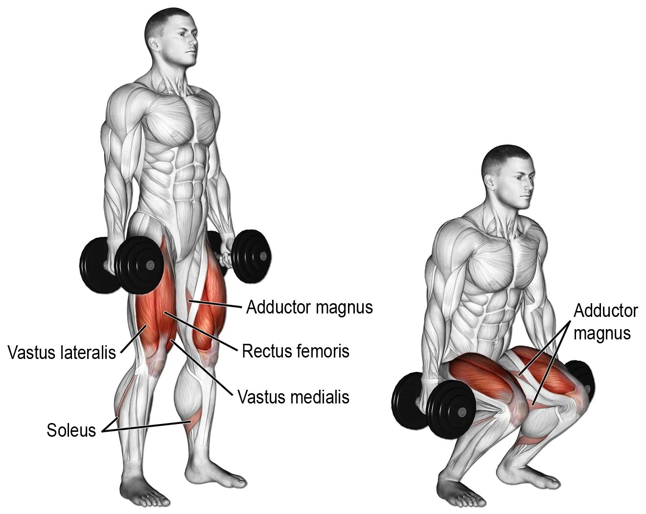Приседания с гантелями для мужчин мышцы. Упражнения на ноги с гантелями. Упражнения для мышц ног с гантелями. Упражнения на ноги с гантелями для мужчин.