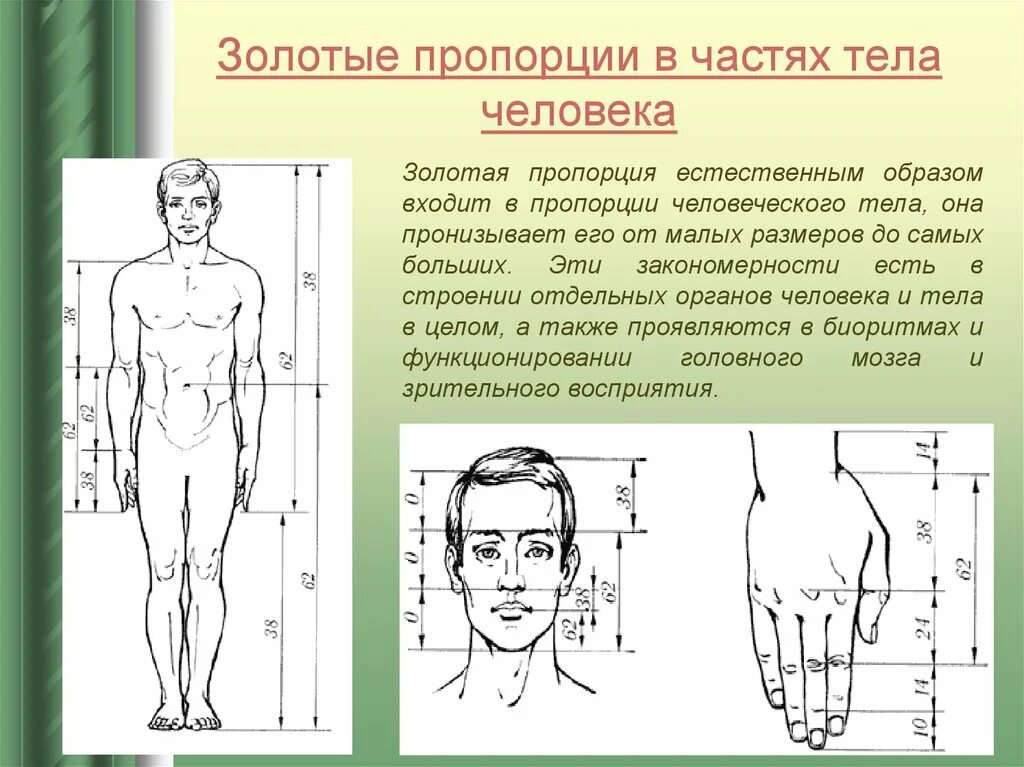 Длина рук составляет. Пропорции человека. Пропорции человеческого тела. Пропорции тела человека в головах. Пропорциичеловечекого телам.
