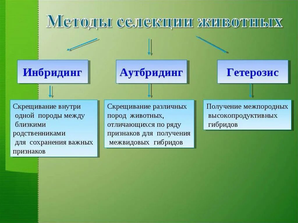 Описание методов селекции растений. Методы селекции аутбридинг. Методы селекции аутбридинг инбридинг отбор животных. Гибридизация метод селекции растений. Методы селекции инбридинг гетерозис.