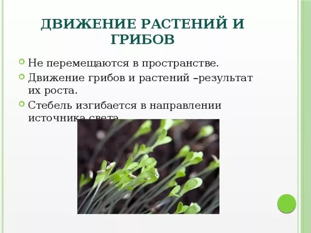 Организмы не способные к активному. Движение растений. Способы передвижения растений. Движение растений и грибов. Движение организмов растений.