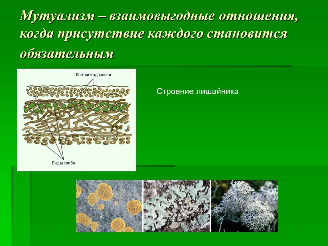 Мутуализм лишайники. Взаимовыгодные отношения мутуализм. Взаимовыгодные отношения между живыми организмами. Строение лишайника. Лишайники одноклеточные водоросли и