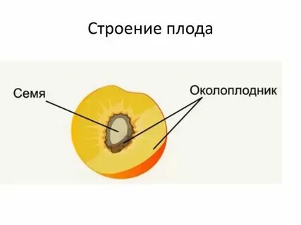 Где находится семя у покрытосеменных растений