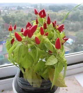 Перец балконно комнатный