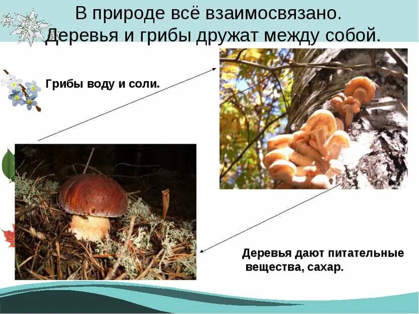 Полезная связь между грибом и деревом. В природе все взаимосвязано. в природе всё взаимосвязано доклад. царство грибы 1 класс. грибы и деревья взаимосвязь.