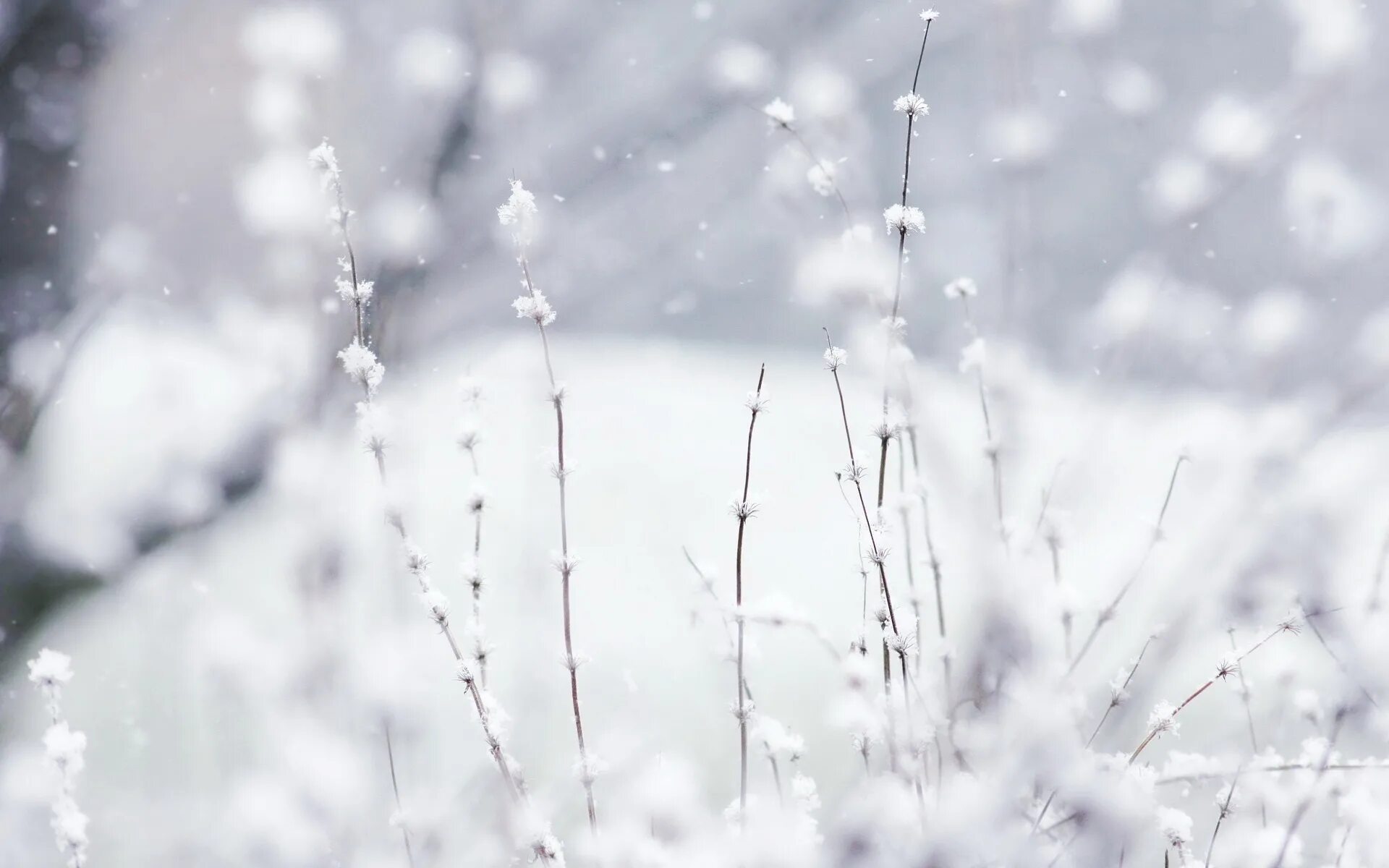 Снег. Белый снег. Снегопад. Цветы на фоне снега. Белый снег слепит глаза