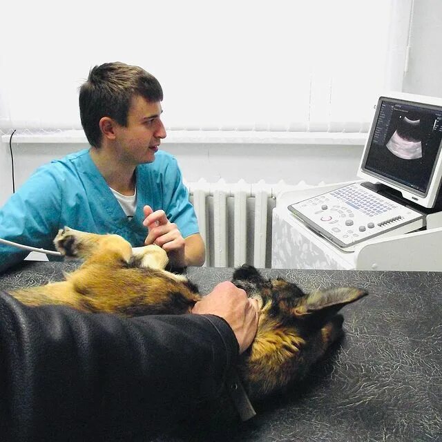 Ветклиника на сырковском шоссе великий новгород. Ветеринарная клиника нижний новгород друг на тонкинской. Новгородская районная ветеринарная станция. Нехинская 30а великий новгород ветклиника. Ветеринарная клиника спб.