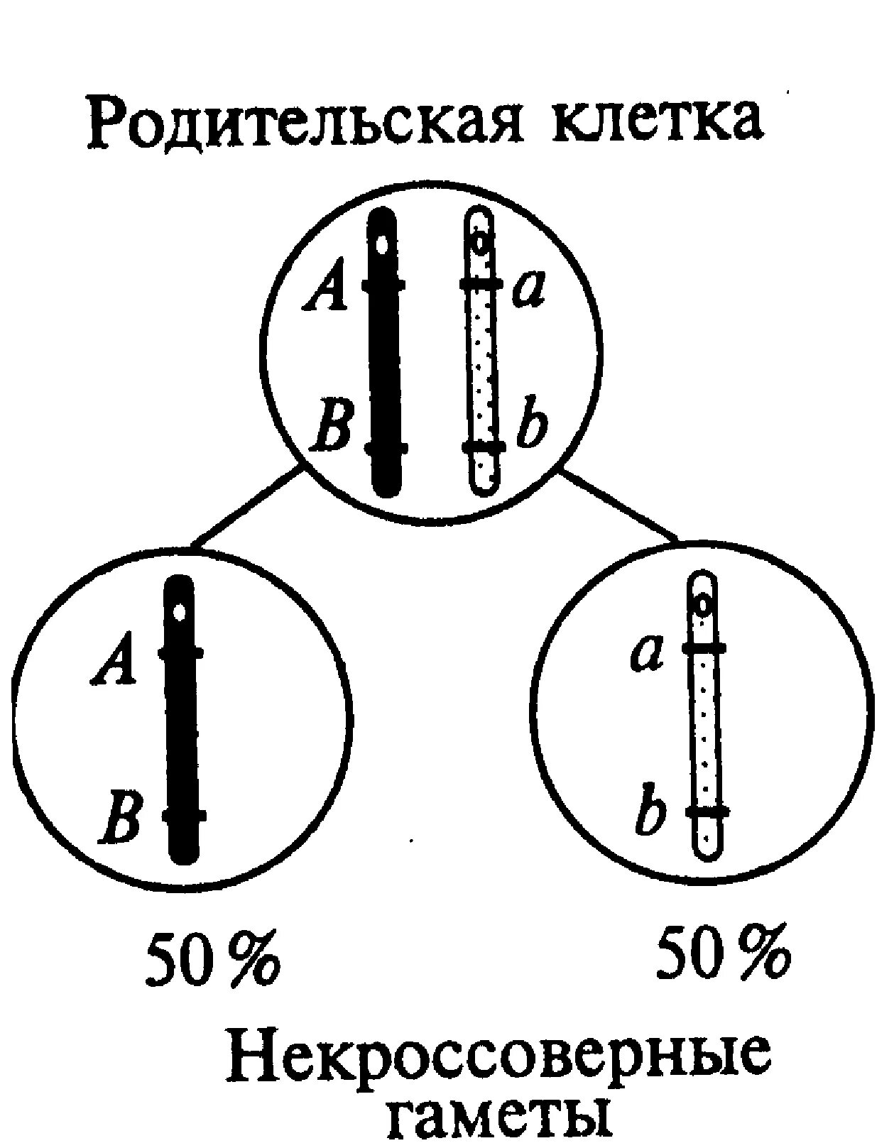 Некроссоверные особи. Кроссоверные гаметы. Кроссоверные и некроссоверные гаметы. Некроссоверные гаметы. Кроссоверные и некроссоверные гены.