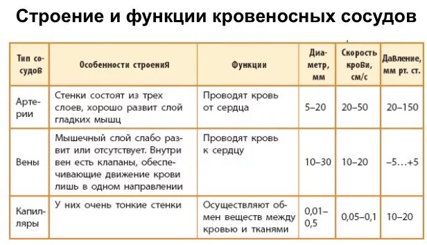 Типы кровеносных сосудов и их характеристика таблица. Заполните таблицу. Строение кровеносных сосудов. Строение и функции кровеносных сосудов таблица. Особенности строения кровеносных сосудов таблица.