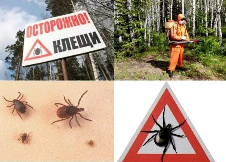 Клещи территория