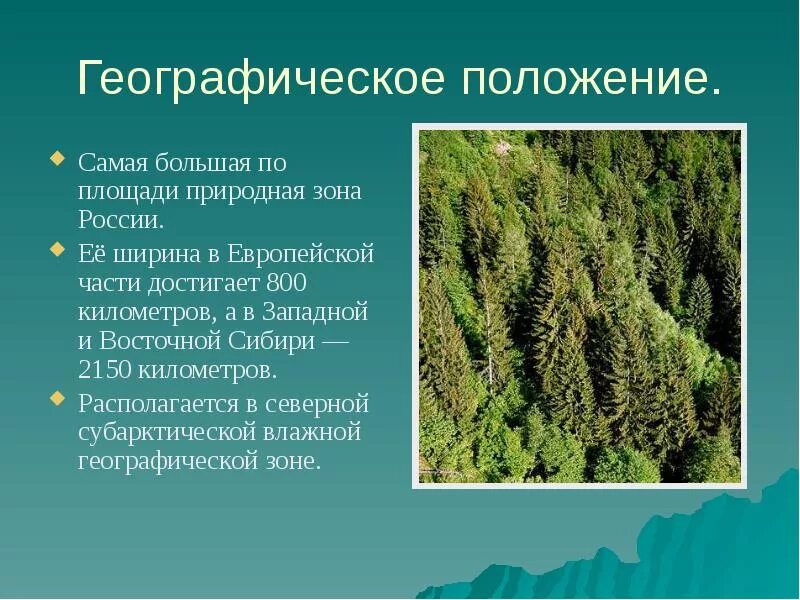 Самая крупная по площади природная зона. Географическое положение тайги. Географическое положение тайги в России. Тайга природная зона. Географическое расположение зоны тайги.