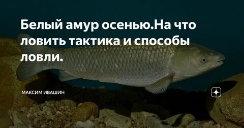 Поймать белого