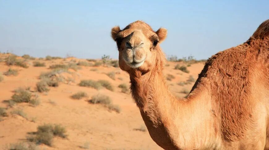 Camel beautiful