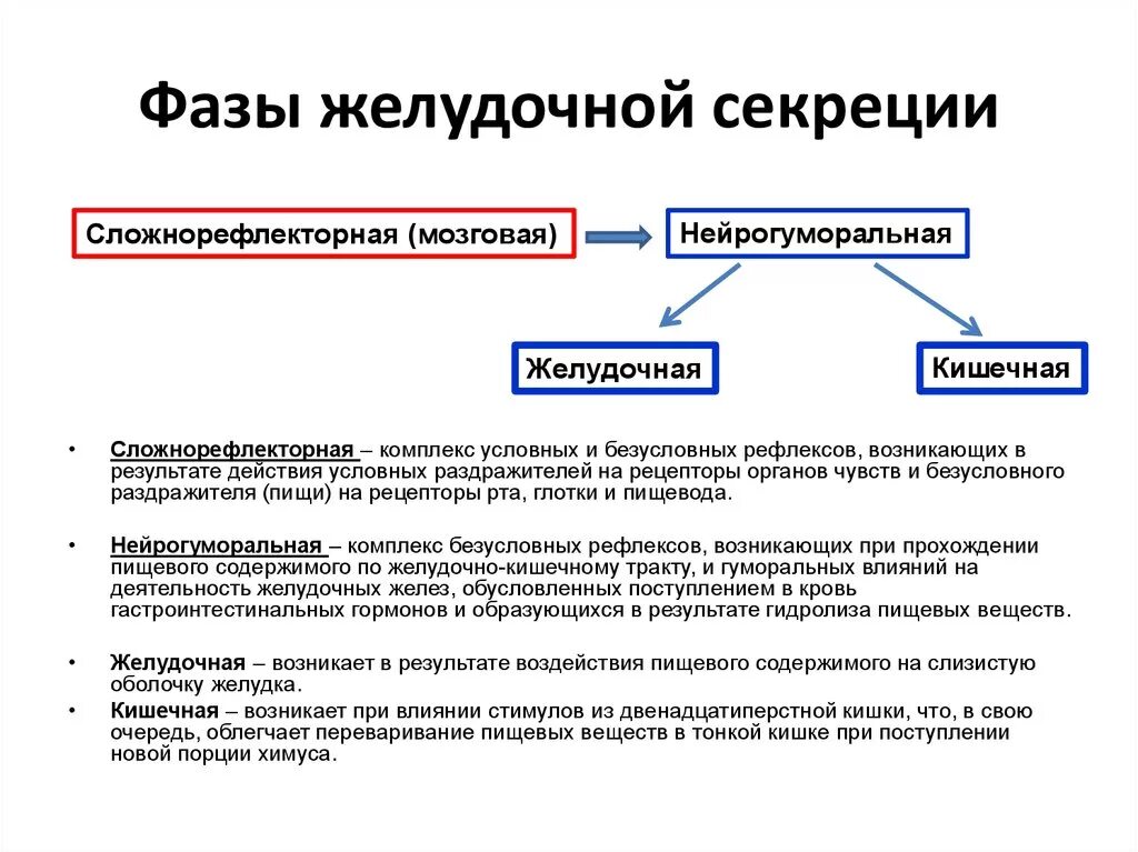 Стимулы могут быть связаны. Фазы желудочной секреции физиология. Фазы желудочной секреции сложнорефлекторная мозговая. Фазы регуляции желудочной секреции физиология. Желудочная фаза секреции желудочного сока.