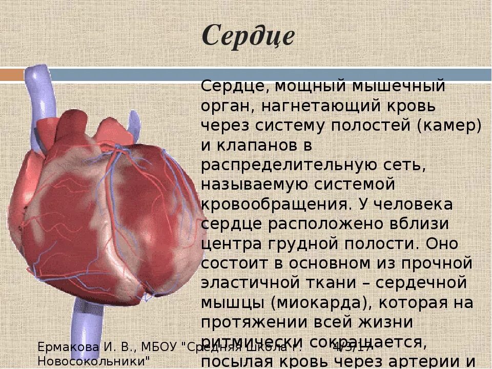 Мс сердца. Сообщение на тему сердце. Сердце описание для де.