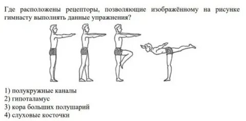 Где расположены рецепторы позволяющие