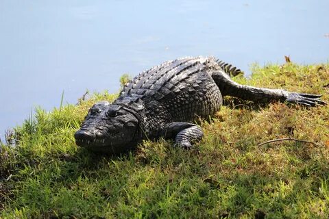 Черный крокодил в амазонке 6 букв