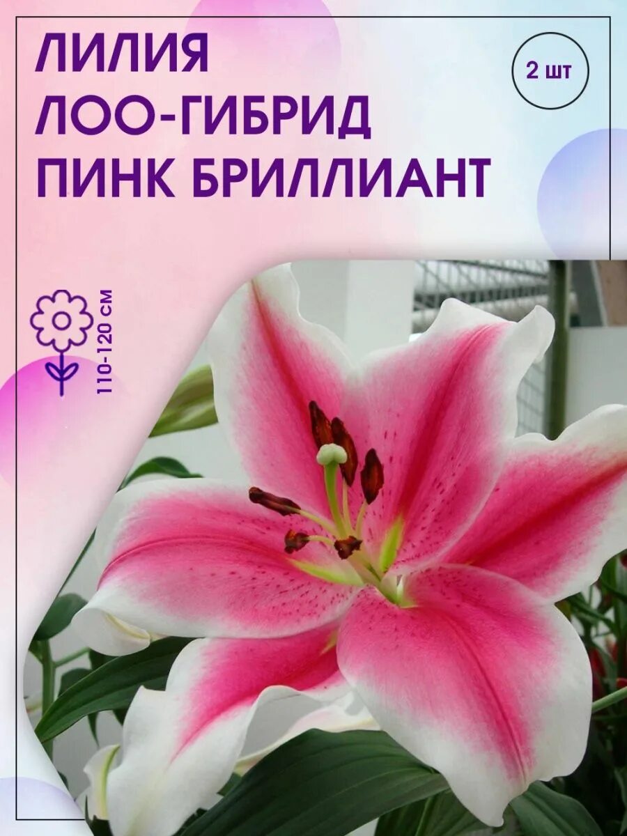 Риолис лилии 2000. Алмазов лилии. Алмазов лилии. Алмазная мозаика лилии. Алмазов лилии.
