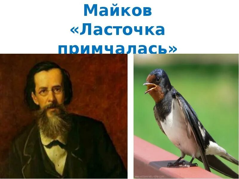 Аполлон Николаевич Майков ласточки. Аполлон Николаевич Майков ласточки картина. Аполлон Майков Ласточка примчалась. Майкова Ласточка примчалась.