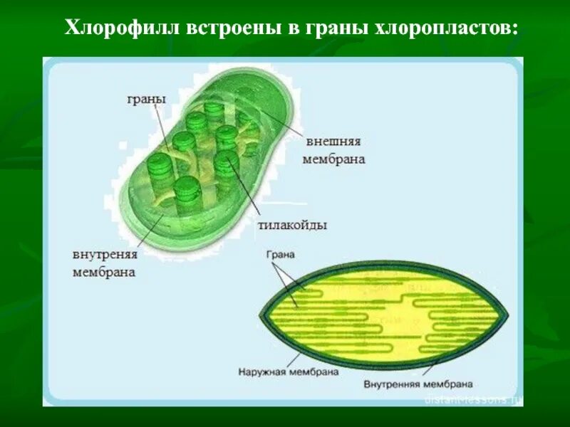 Строение хлоропласта фотосинтез. Строение хлоропласта растительной клетки. Хлорофилл содержится в хлоропластах. Хлорофилл в клетках растения. Фотосинтез происходит в клетках содержащих хлорофилл