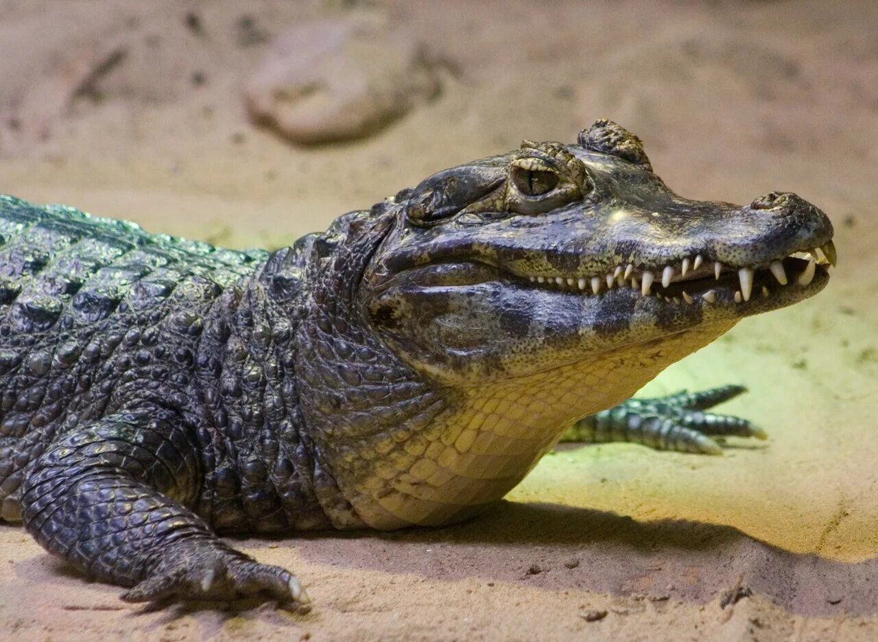 Крокодил про животных. Крокодил Аллигатор Кайман. Парагвайский Кайман. Нильский Кайман. Крокодил Кайман Нильский.