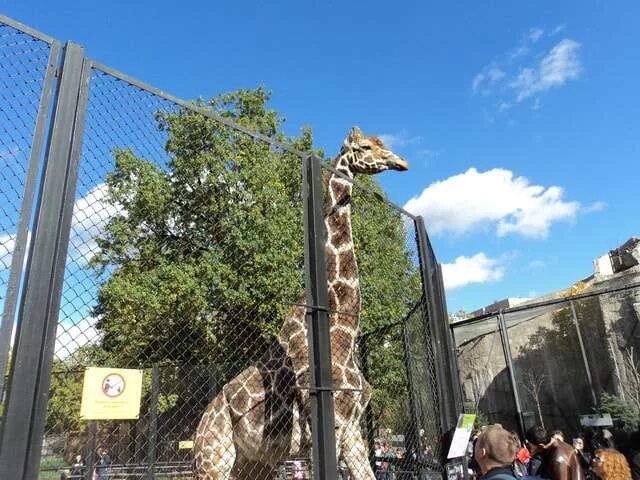 москва, новинский б-р, д. планетарий москва станция метро. баррикадная ст метро. баррикадная на карте. от краснопресненской до зоопарка.